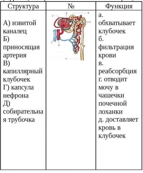 Установите соответствие между структурными элементами, цифрами, которыми они обозначены на рисунке и