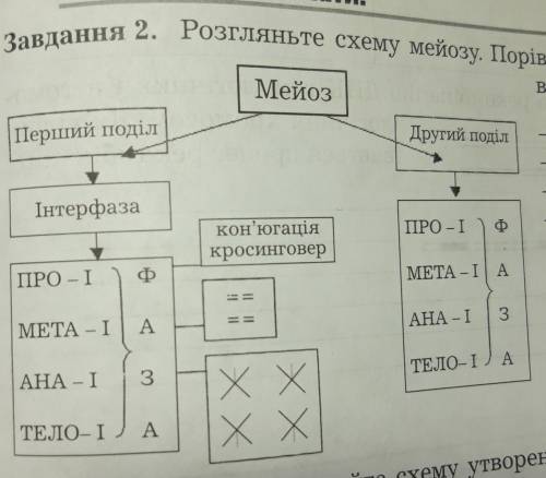 Чим відрізняється перший поділ мейозу від другого? Описание