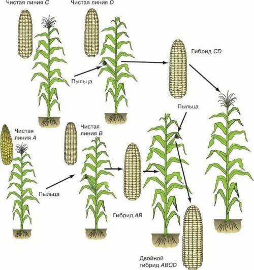 Внимательно рассмотрите рисунок. Какие методы селекции использовали при получении новых сортов кукур