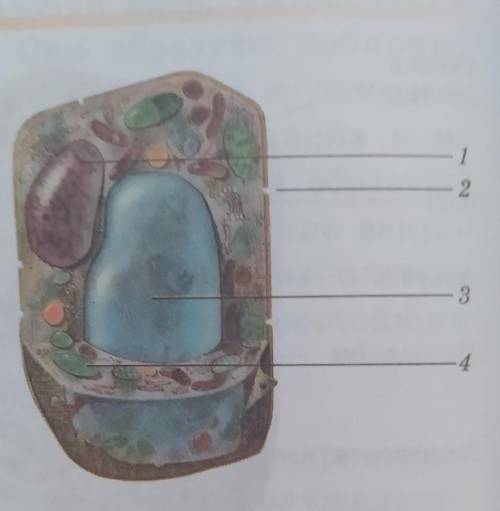 Задания: 1 Определите основные компоненты расти-тельной клетки на рисунке под указате-лями 1—4.2 Зап