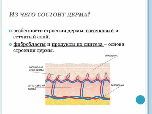 Назовите структуры, из которых состоит дерма.​