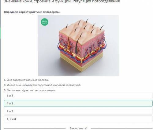 Значение кожи, строение и функции. Регуляция потоотделения дерма эпидермис подкожная жировая клетчат