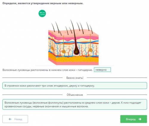 Значение кожи, строение и функции. Регуляция потоотделения дерма эпидермис подкожная жировая клетчат