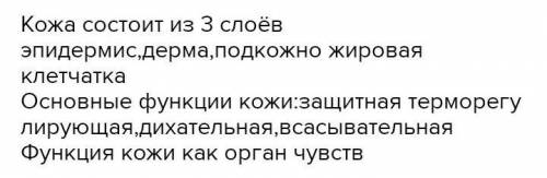 Построить и заполнить таблицу: Строение и функции кожи (указать название слоя, строение и функции)