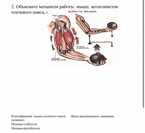 2. Объясните механизм работы мышц антагонистов плечевого пояса, используя рисунок 1. рисунок 1 Класс