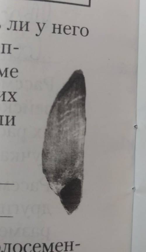 6 Рассмотрите семя сосны. Определите, есть ли у него специальные при для прикреп-ления к семенной че