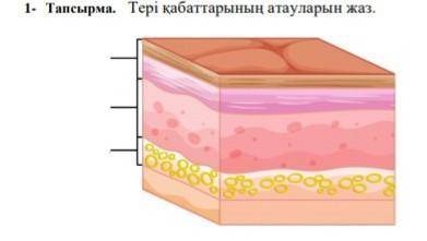 Тері қабаттарының атауларын жаз​