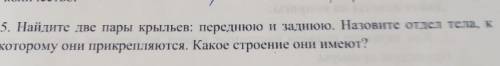 5. Найдите две пары крыльев: переднюю и заднюю. Назовите отдел тела, к которому они прикрепляются. К