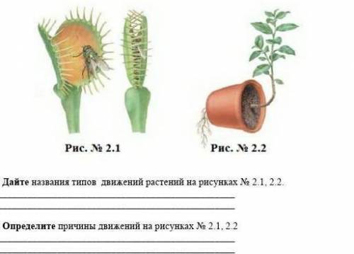 Дайте название типов движений растений на рисунках №2.1;2.2 Определите причины движений на рисунках