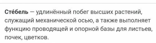 Что такое стебель? Биология