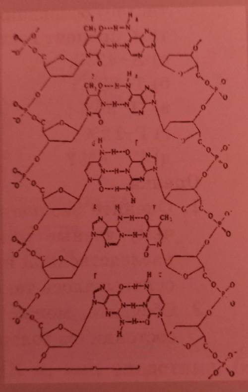 По рисунку расскажите о типах химических связей в молекуле ДНК, ее компонентах и размерах​