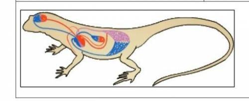 Яке пристосувальне значення має така будова кровоносної системи для ящірки?​