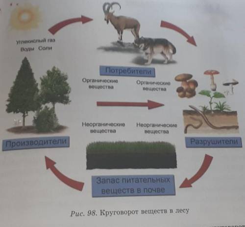 Вопросы и задания 1. Что значит словосочетание «круговорот веществ»? Какова его рольв природе?2. Что