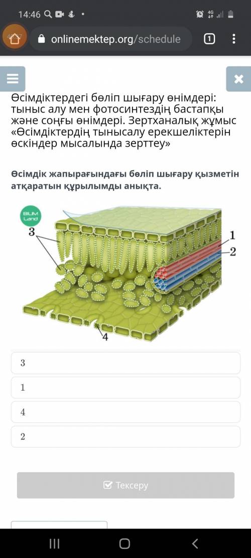 Өсімдік жапырағындағы бөліп шығару қызметін атқаратын құрылымды анықта. 1)3 2)1 3)4 4)2