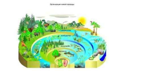 2. По рисунку определи правильную последовательность взаимосвязанные части биосферы