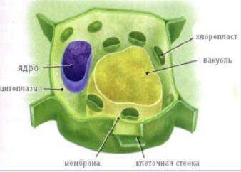 Изучите строение растительной клетки. Выпишите названия структурных компонентов.