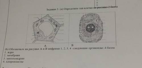 обозначить на рисунке а и б цифрами 1 2 3 4 следующие органоиды: 1. ядро2.мембранна3.митохондрип4.0л