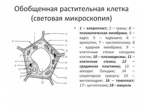 обозначить на рисунке а и б цифрами 1 2 3 4 следующие органоиды: 1. ядро2.мембранна3.митохондрип4.0л