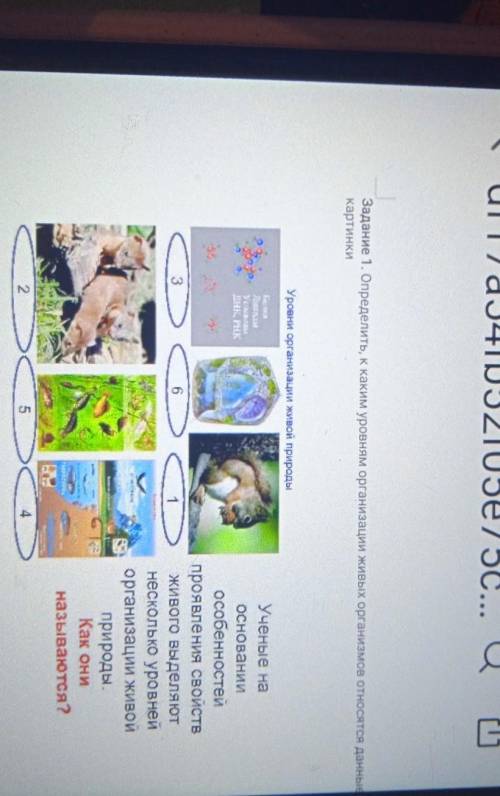 Задание 1. Определить, к каким уровням организации живых организмов отно картинкиУровни организации