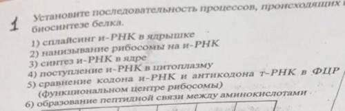 ￼￼ Установите последовательность процессов при биосинтезе белка￼