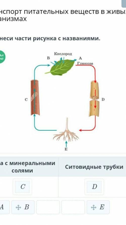 Соотнеси части рисунка с названиями. ￼Вода с минеральными солямиСитовидные трубкиCDABE​