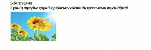 Күннің түсуіне қарай күнбағыс себетінің қозғалсын түсіндіреді.​