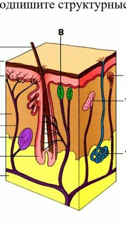 Подпишите структурные части кожи ​