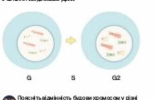 Поясніть відмінність будови хромосом у різні періоди інтерфази​