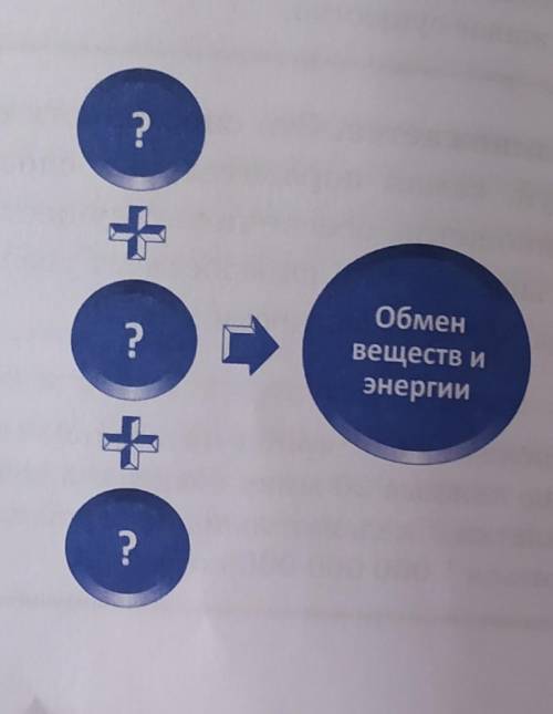 Обмен веществ и энергии создать графическую модель