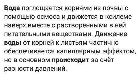 Как происходит поступление воды в лист ?