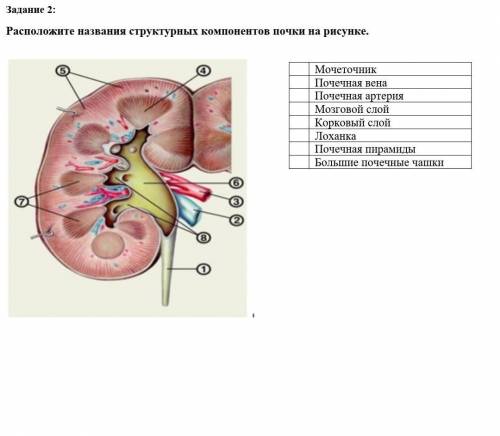 Расположите названия структурных компонентов почки на рисунке.​