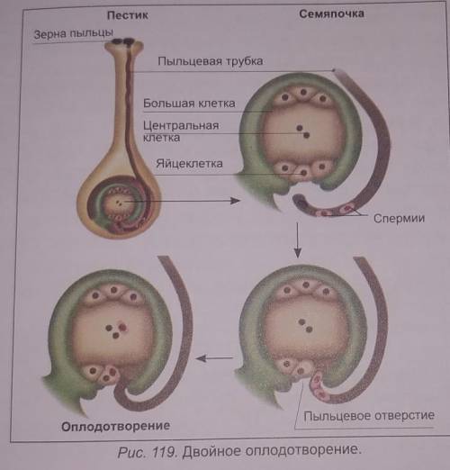 нарисовать по биологии просто я так себе рисую ​