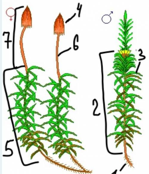 Чоловічий гаметофіт. Позначте на малюнку: ризоїди, стебло, листки. Жіночий гаметофіт разом із спороф