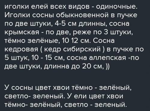 Как расположена хвоя у ели европейской?