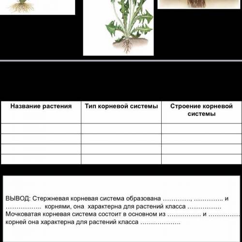 ОДУВАНЧИК КОРИАНДР ПОДОРОЖНИК ПЩЕНИЦА