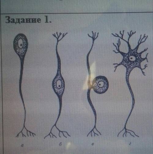 Задание 1.определите вид нейронов, изображенных на рисунке​
