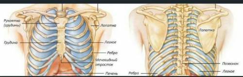 Найдите грудину, с которой связаны ребра, образующие грудную клетку. Опи- шите форму грудной клетки.