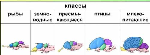 ПО ПРЕДСТАВЛЕННОЙ КАРТИНКЕ ОПРЕДЕЛИТЕ И ПОДПИШИТЕ ОТДЕЛЫ НЕРВНОЙ СИСТЕМЫ У ПОЗВОНОЧНЫХ ЖИВОТНЫХ ( )