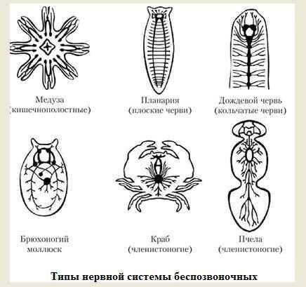 ПО ПРЕДСТАВЛЕННОЙ КАРТИНКЕ ОПРЕДЕЛИТЕ И ПОДПИШИТЕ ОТДЕЛЫ НЕРВНОЙ СИСТЕМЫ У ПОЗВОНОЧНЫХ ЖИВОТНЫХ ( )