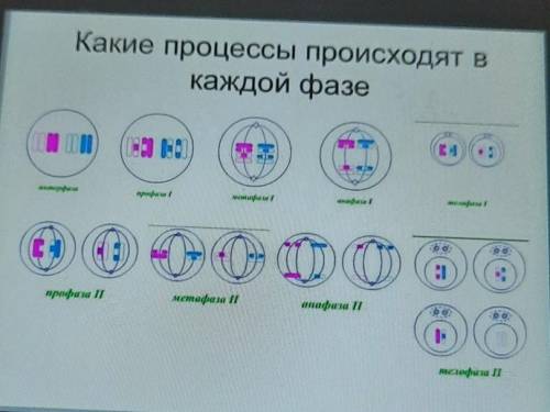 Какие процессы происходят вкаждой фазе​