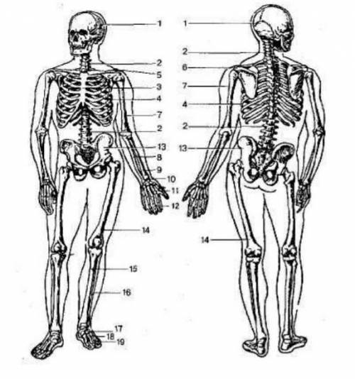 Опишите функции частей опорно-двигательной системы, отмеченные цифрами 1,4,9,14​