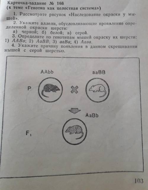 -рассмотрите рисунок ,,наследование окраски у мышей 2-Укажите аллели, обусловливающие проявление оп