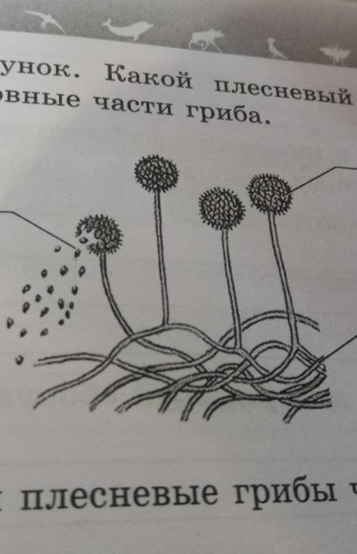 6. Рассмотрите рисунок. Какой плесневый гриб изображен на нем? Подпишити основные части гриба​