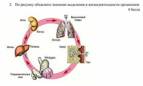 По рисунку объясните значение выделения в жизнедеятельности организмов.​