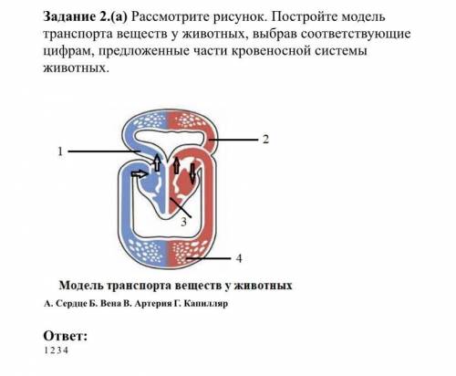 Задание 2.(а) Рассмотрите рисунок. Постройте модель транспорта веществ у животных, выбрав соответств