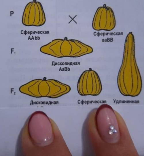 Посчитать сколько получится из16 дисковидной сферической удлинённой