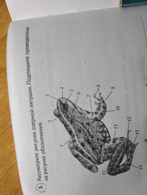 3. рассмотрите рисунок озерной лягушки. подпишите приведенные на рисунке обозначения.