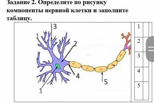 Определите по рисунку компоненты нервной клетки и заполните таблицу. 1 2 3 4 5 ​