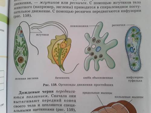 Создай таблицу животных и их оргонов передвижения