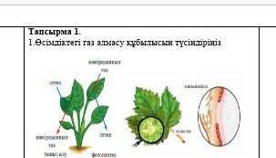 1.Өсімдіктегі газ алмасу құбылысын түсіндіріңіз берем​